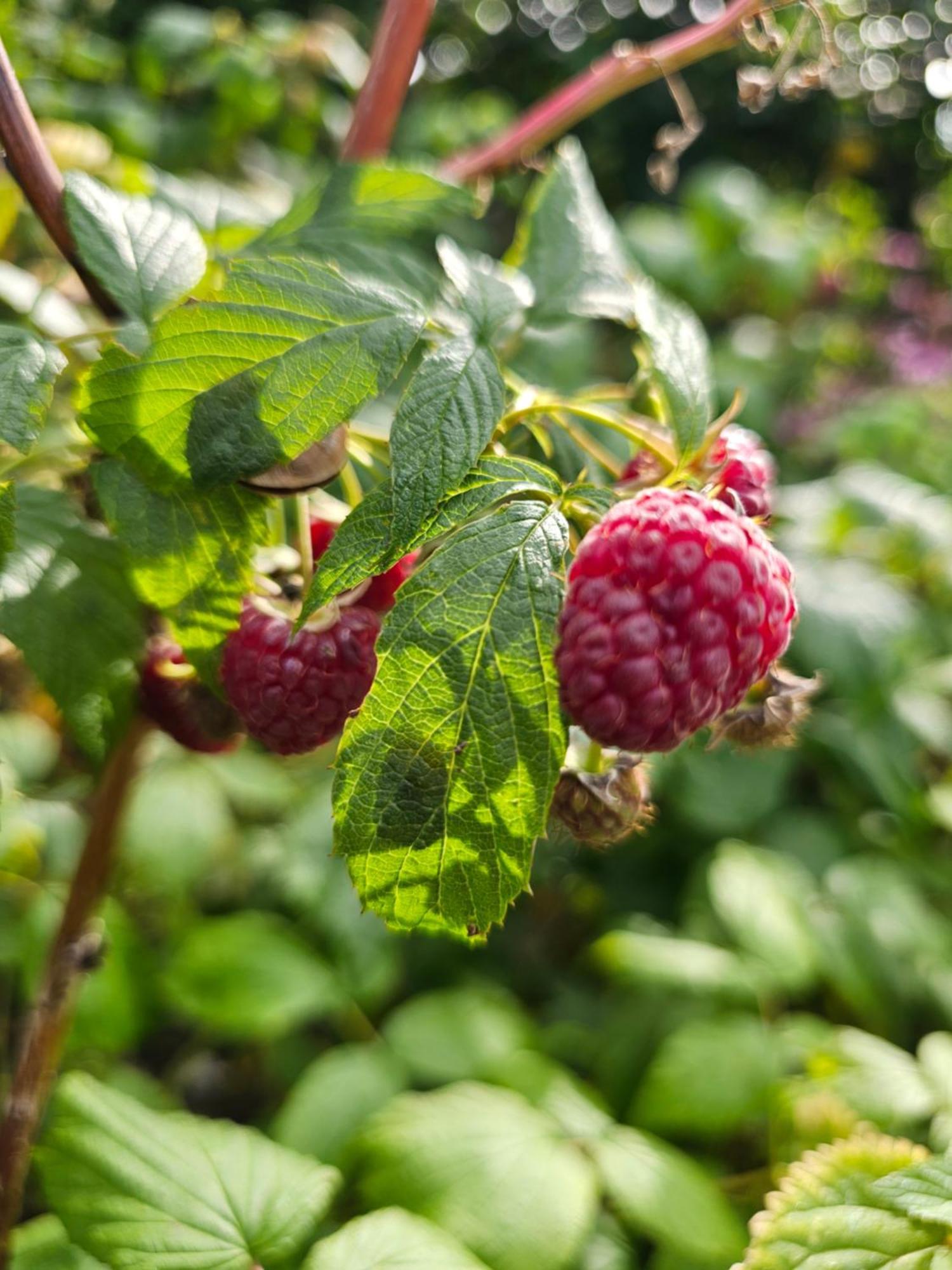 Kaszubskie Poddasze Golubie Exteriör bild